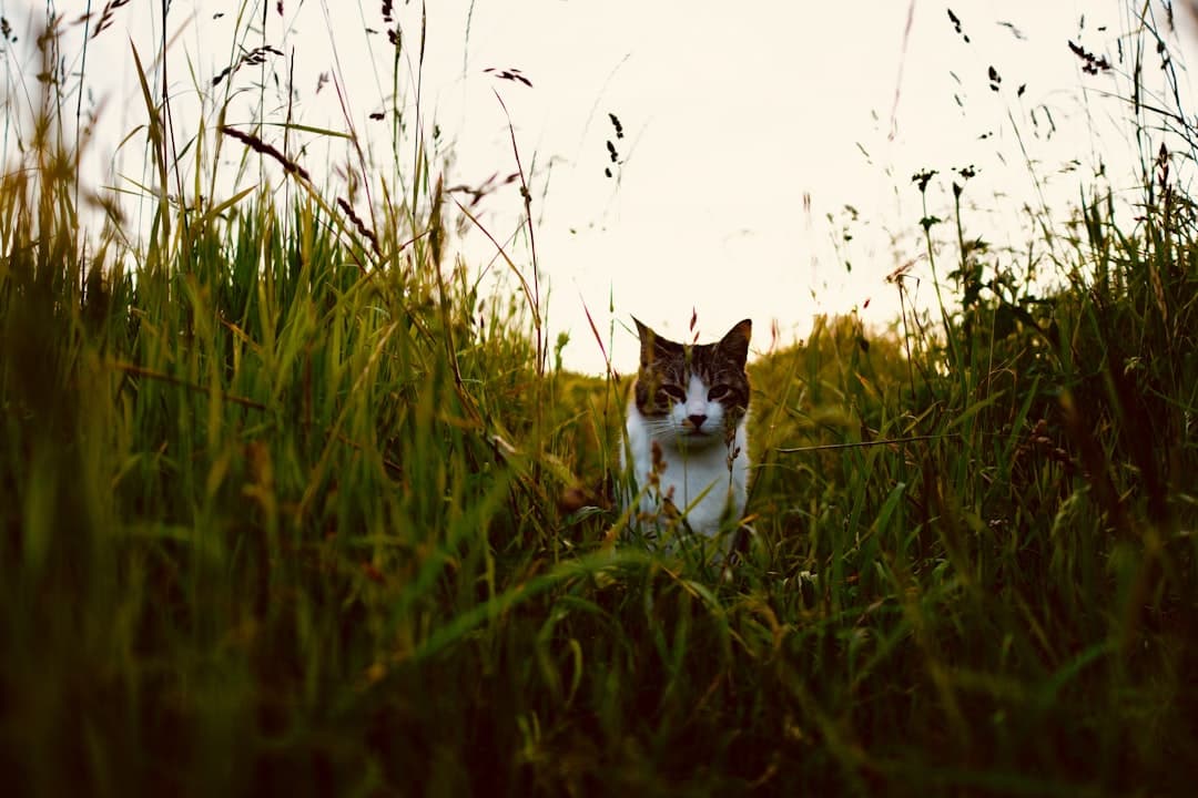 white and brown short-coated cat in a grass field during daytime close-up photography